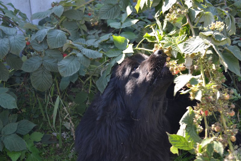 Фото: ньюфаундленд Talisman Morya Mishel' (Талисман Моря Мишель)
