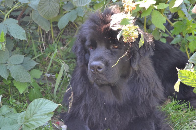 Фото: ньюфаундленд Talisman Morya Mishel' (Талисман Моря Мишель)