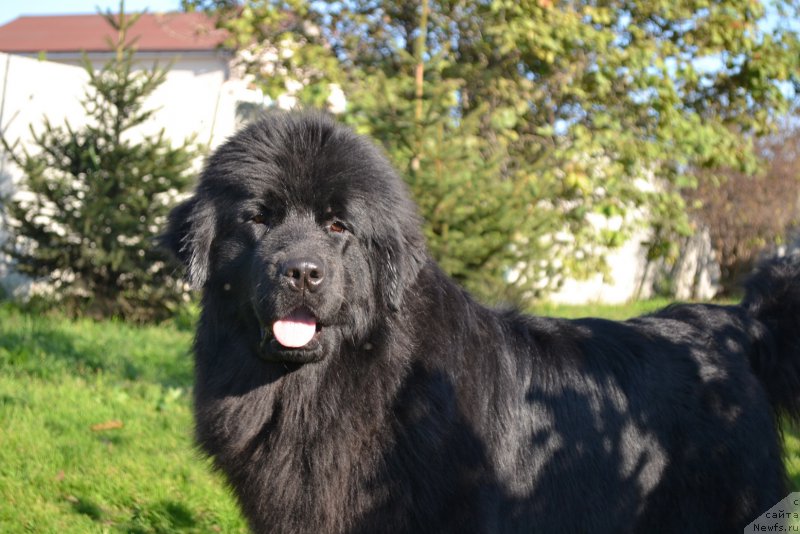 Фото: ньюфаундленд Talisman Morya Mishel' (Талисман Моря Мишель)