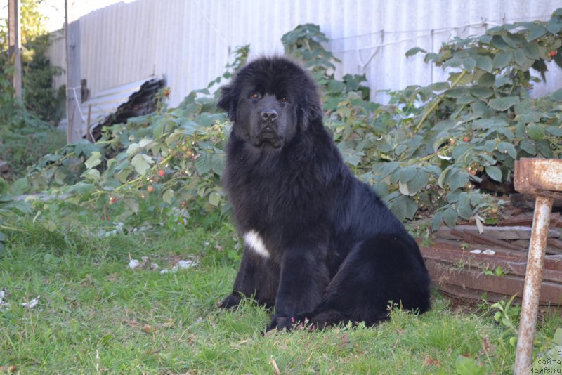 Фото: ньюфаундленд Talisman Morya Mishel' (Талисман Моря Мишель)