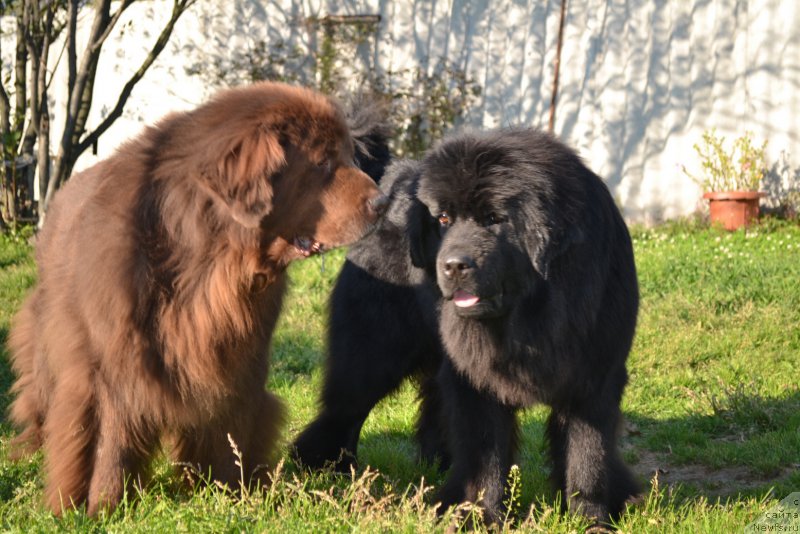 Фото: ньюфаундленд Arkadiya Vivat Arbona (Аркадия Виват Арбона), ньюфаундленд Talisman Morya Mishel' (Талисман Моря Мишель)