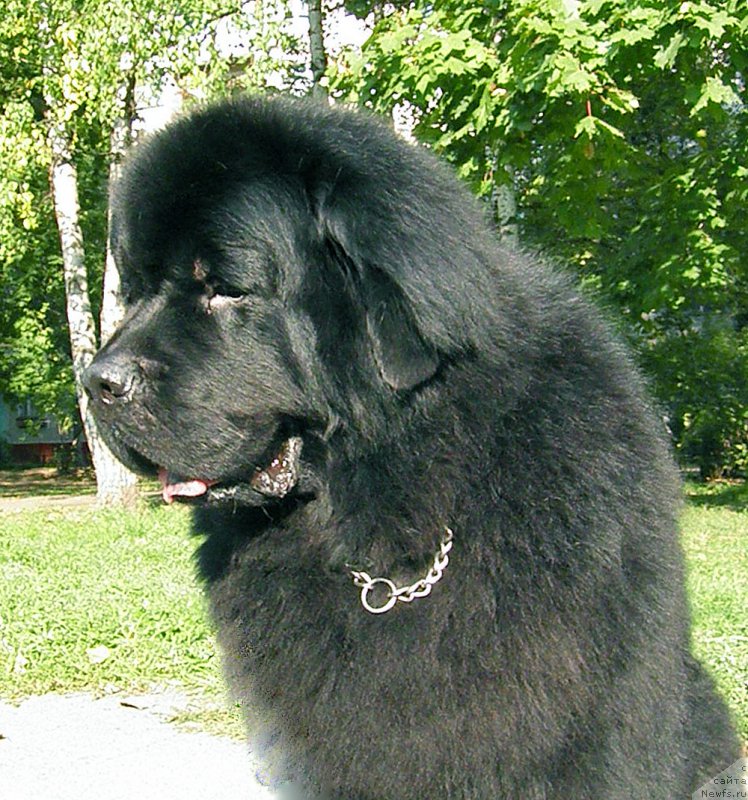 Фото: ньюфаундленд Zhdanny Syn Vialiki Miadzvedz