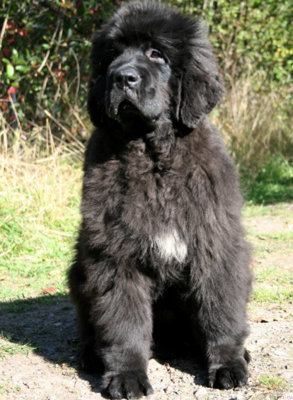 Фото: ньюфаундленд Chernaya Mafia Shengen Visa (Черная Мафия Шенген Виза)