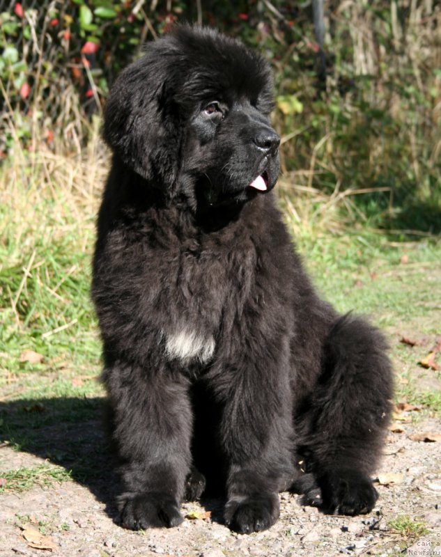 Фото: ньюфаундленд Chernaya Mafia Shengen Visa (Черная Мафия Шенген Виза)