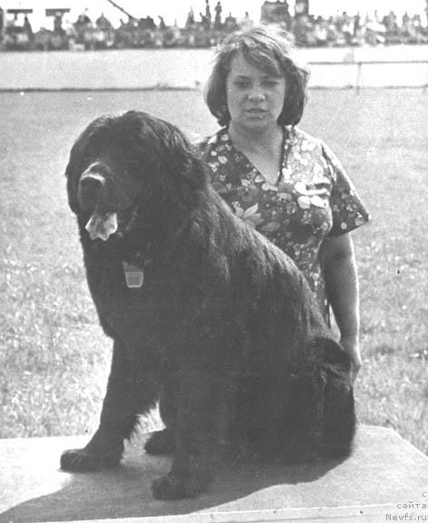 Фото: ньюфаундленд Payra Lotbar (Пайра Лотбар)