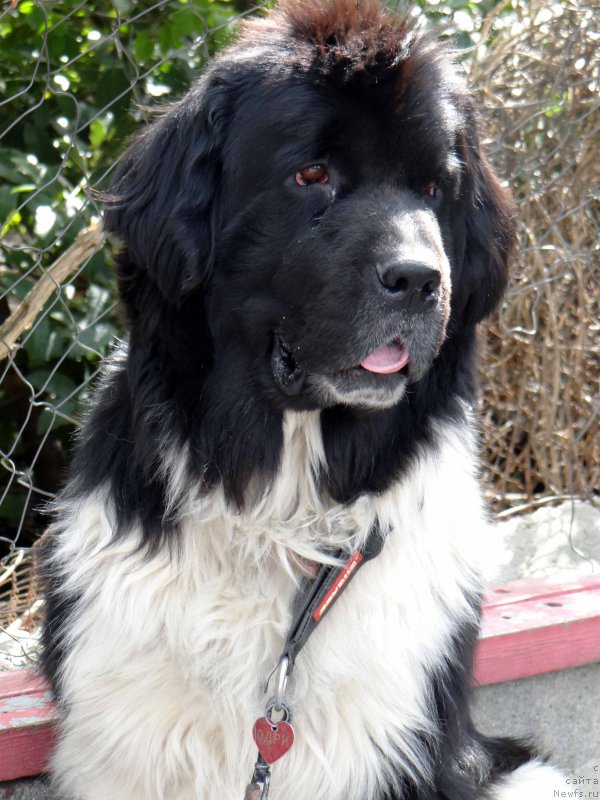 Фотография № 164002