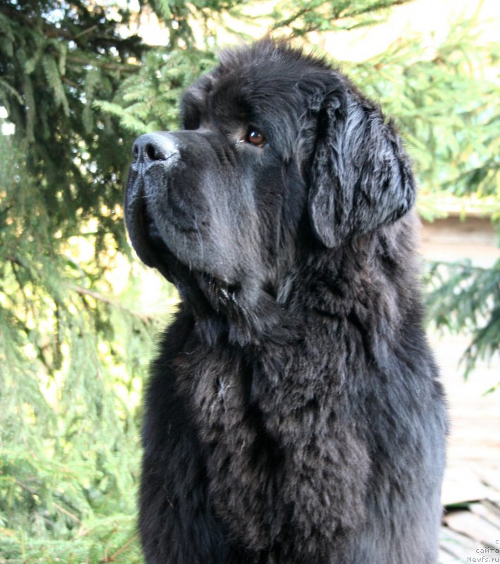 Фото: ньюфаундленд Chernaya Mafia Must Have (Черная Мафия Муст Хаве)