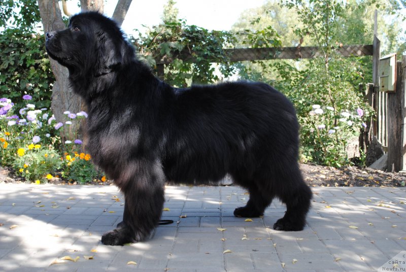 Фото: ньюфаундленд Kiss Happy iz Medvejyego Yara (Кисс Хэппи из Медвежьего Яра)