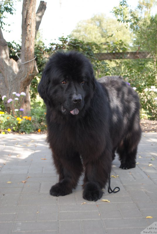 Фото: ньюфаундленд Kiss Happy iz Medvejyego Yara (Кисс Хэппи из Медвежьего Яра)