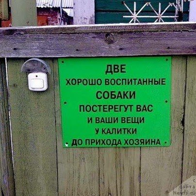 Фото: ньюфаундленд Chrezvychaynaya Chayn s Berega Dona (Чрезвычайная Чайн с Берега Дона)