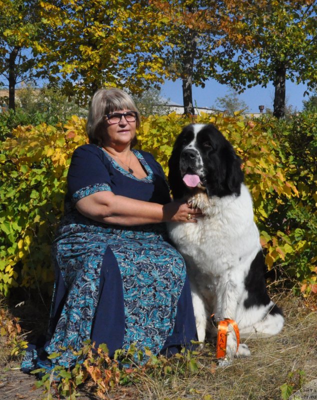 Фото: ньюфаундленд Nica Dlja Kara Ayular iz Tihogo Omuta (Ница для Кара Аюлар из Тихого Омута), Marina Turapina (Марина Турапина)