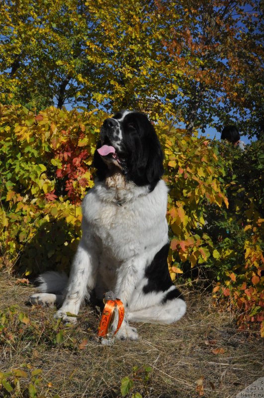 Фото: ньюфаундленд Nica Dlja Kara Ayular iz Tihogo Omuta (Ница для Кара Аюлар из Тихого Омута)