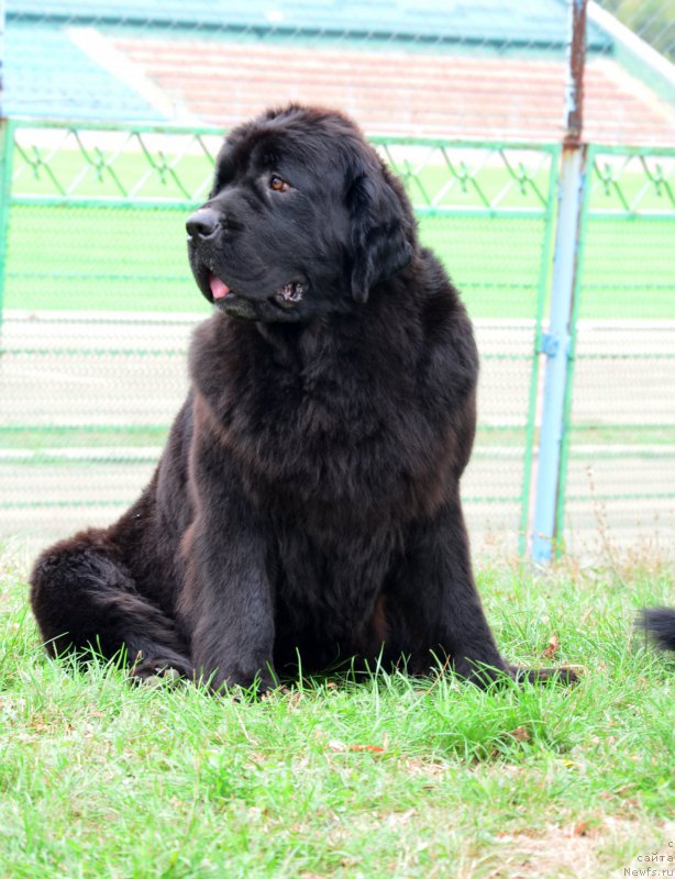 Фото: ньюфаундленд Pchiolkin Dom Avrora (Пчёлкин Дом Аврора)