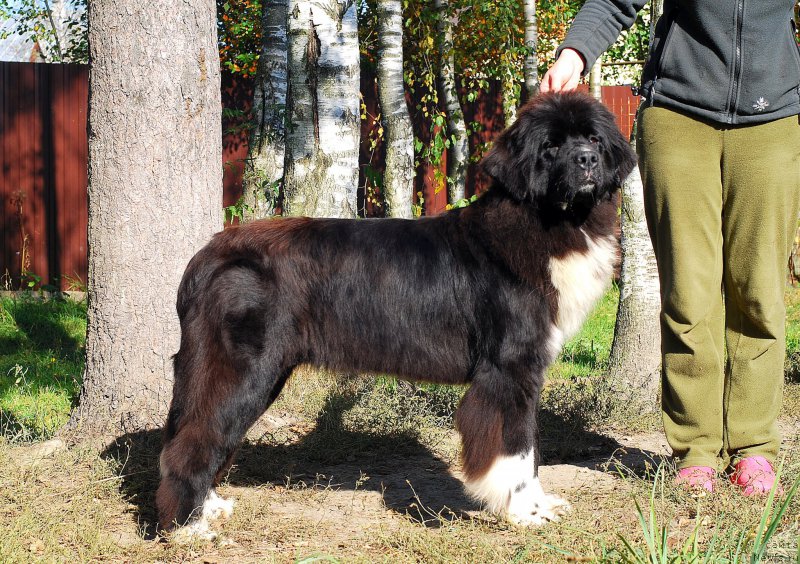 Фото: ньюфаундленд Fluffy Avalanche Not Believe One's Eyes (Флюфи Аваланч Нот Белиеве Онес Еуес)