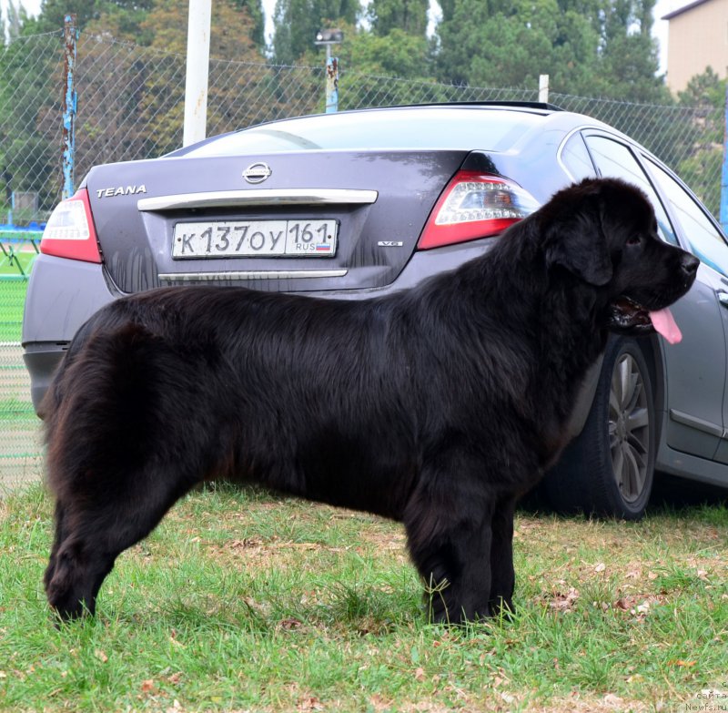 Фото: ньюфаундленд Amber Charm Ilarita (Амбер Чарм Иларита)