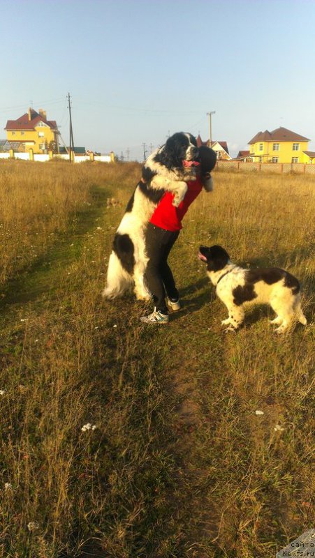 Фото: ньюфаундленд Fluffy Avalanch Surpassing All Expektations (Флюфи Аваланч Сурпассинг Алл Експестатионс)
