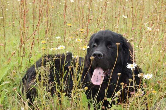 Фото: ньюфаундленд Sent Djons Orfey (Сент Джонс Орфей)