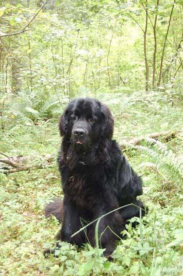 Фото: ньюфаундленд Sent Djons Orfey (Сент Джонс Орфей)