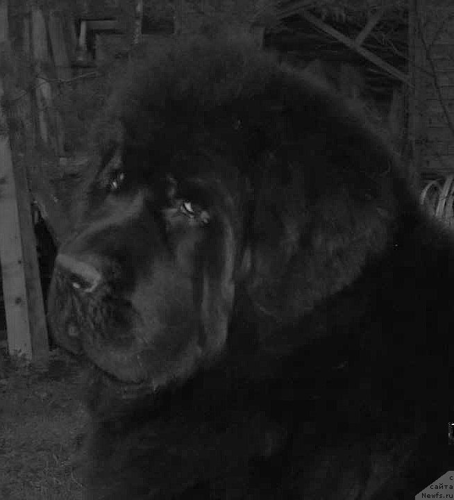 Фото: ньюфаундленд Smigar Galaxsy Shall Win (Смигар Галакси Шелл Вин)