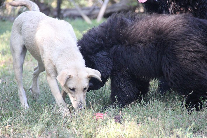 Фото: ТикиТа, ньюфаундленд A'Portos s Berega Dona (А'Портос с Берега Дона)