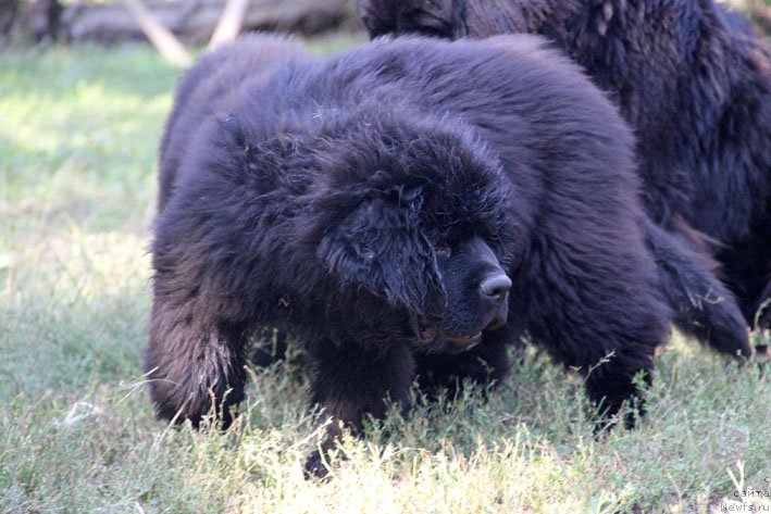 Фото: ньюфаундленд A'Portos s Berega Dona (А'Портос с Берега Дона)