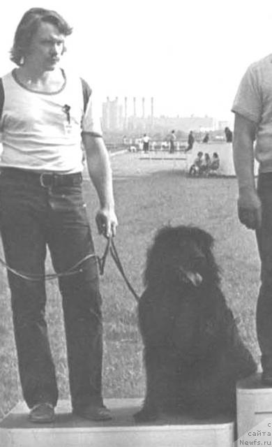 Фото: ньюфаундленд I Simona Nyufa Bey (И Симона Нюфа Бей)