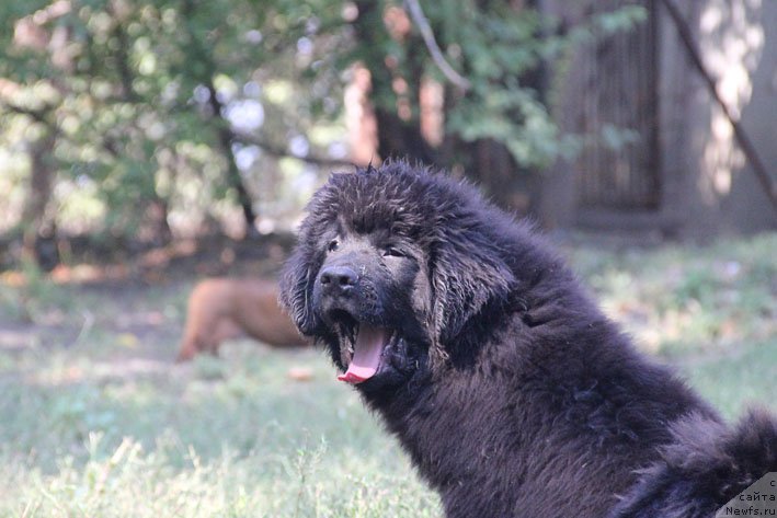 Фото: ньюфаундленд Aramis s Berega Dona (Арамис с Берега Дона)