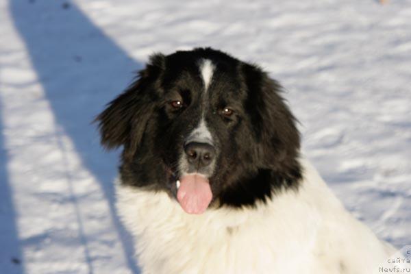 Фото: ньюфаундленд YUmma iz Unikal'noy Kollekcii (Юмма из Уникальной Коллекции)