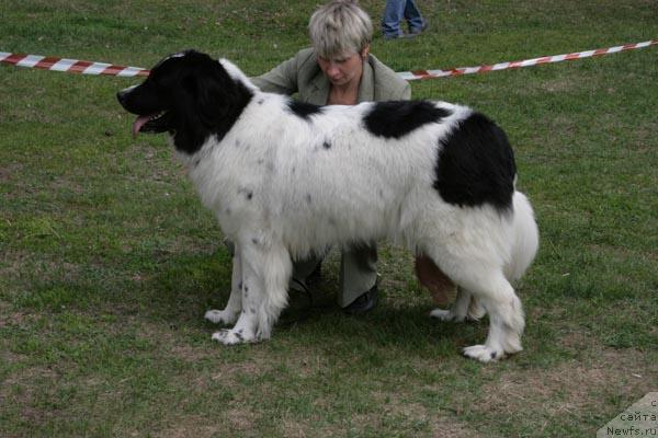 Фото: ньюфаундленд YUmma iz Unikal'noy Kollekcii (Юмма из Уникальной Коллекции)