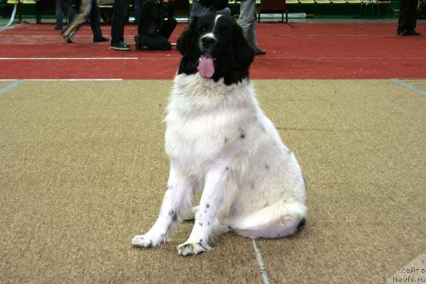 Фото: ньюфаундленд YUmma iz Unikal'noy Kollekcii (Юмма из Уникальной Коллекции)