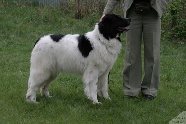 Фото: ньюфаундленд YUmma iz Unikal'noy Kollekcii (Юмма из Уникальной Коллекции)