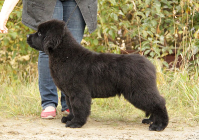 Фото: ньюфаундленд Akvatoriya Kelvin Adrenalin Braun (Акватория Келвин Адреналин Браун)
