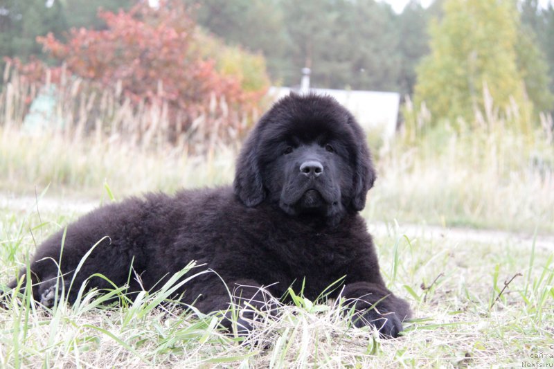 Фото: ньюфаундленд Akvatoriya Kelvin Adrenalin Braun (Акватория Келвин Адреналин Браун)