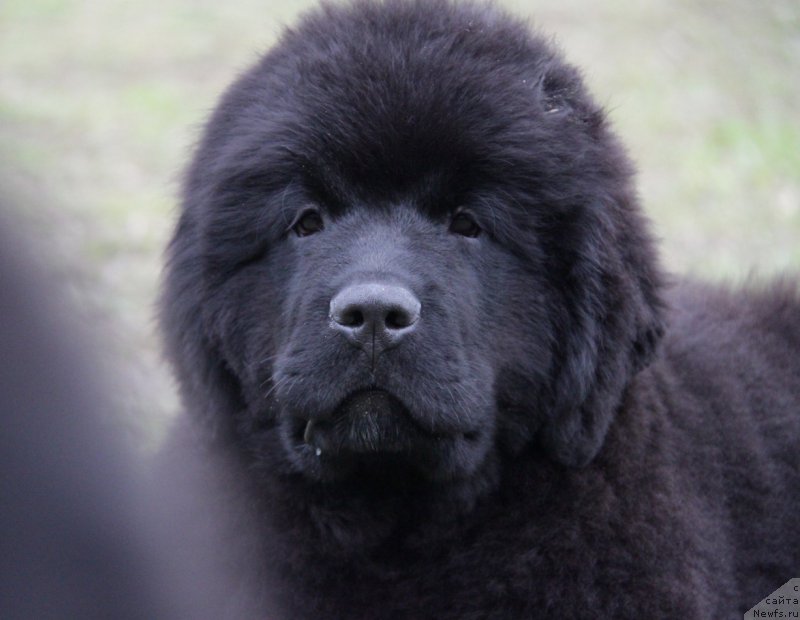 Фото: ньюфаундленд Akvatoriya Kelvin Adrenalin Braun (Акватория Келвин Адреналин Браун)