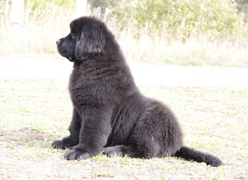 Фото: ньюфаундленд Akvatoriya Kelvin Apple Svit (Акватория Келвин Аппле Свит)