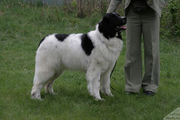 Фото: ньюфаундленд YUmma iz Unikal'noy Kollekcii (Юмма из Уникальной Коллекции)