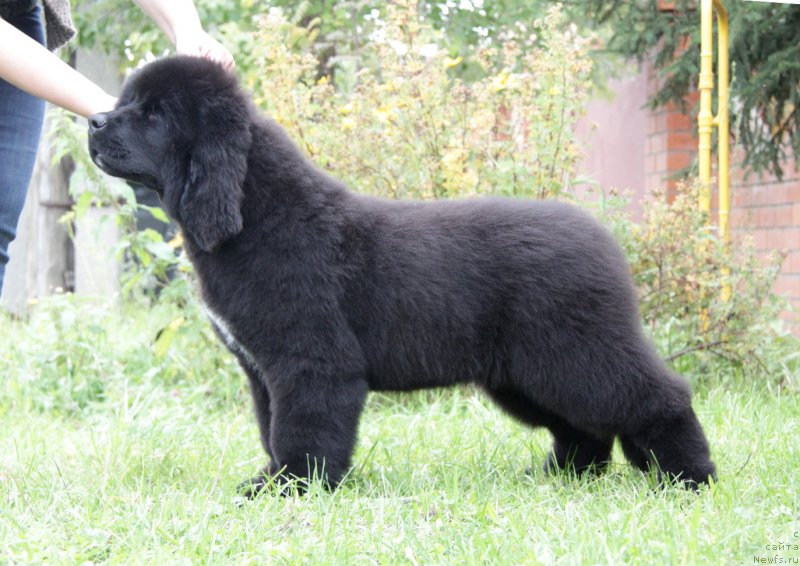 Фото: ньюфаундленд Akvatoriya Kelvin Amerikanka (Акватория Келвин Американка)