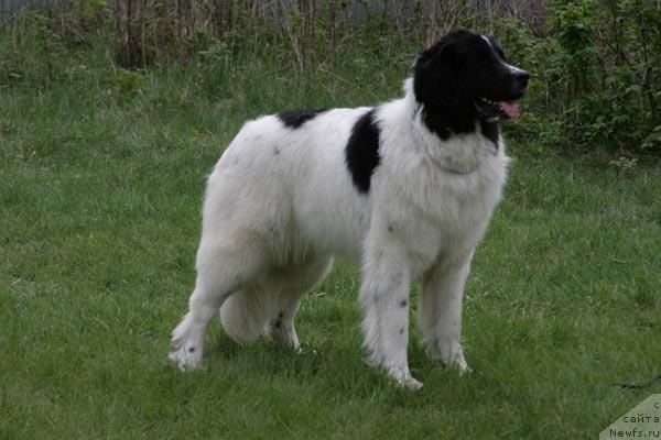 Фото: ньюфаундленд YUmma iz Unikal'noy Kollekcii (Юмма из Уникальной Коллекции)