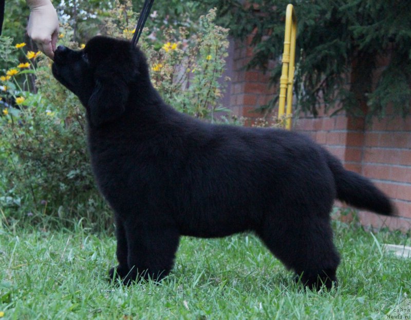 Фото: ньюфаундленд Akvatoriya Kelvin Amazing Vyeyv (Акватория Келвин Амазинг Вэйв)