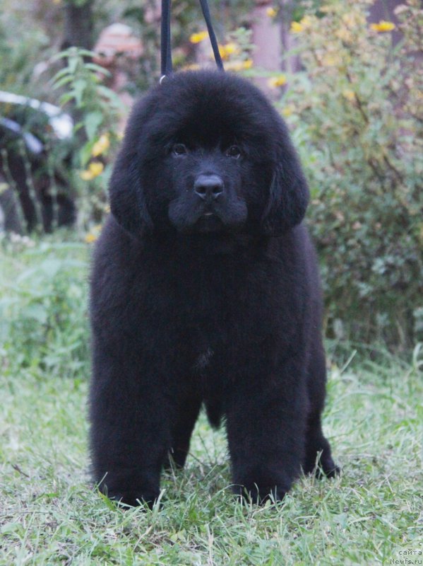 Фото: ньюфаундленд Akvatoriya Kelvin Amazing Vyeyv (Акватория Келвин Амазинг Вэйв)