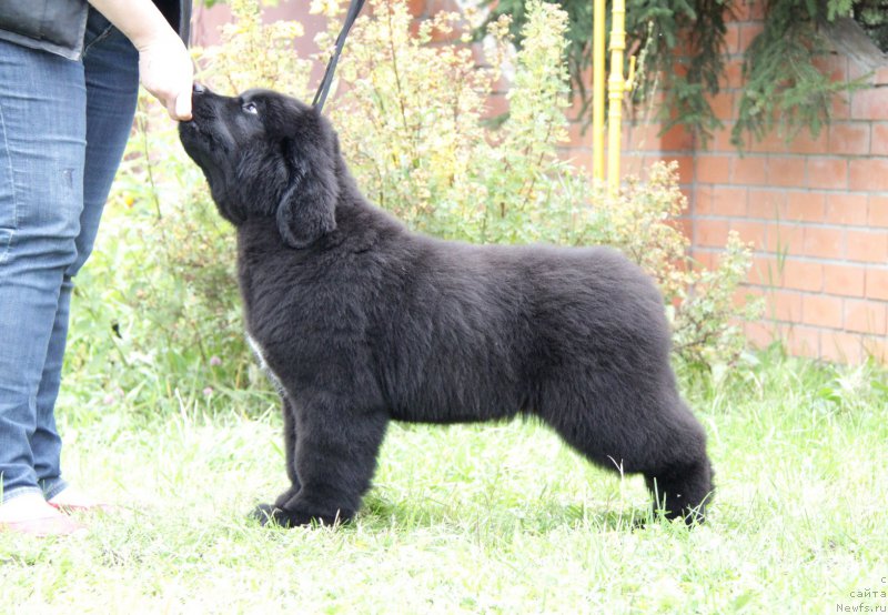 Фото: ньюфаундленд Akvatoriya Kelvin Amerikanka (Акватория Келвин Американка)