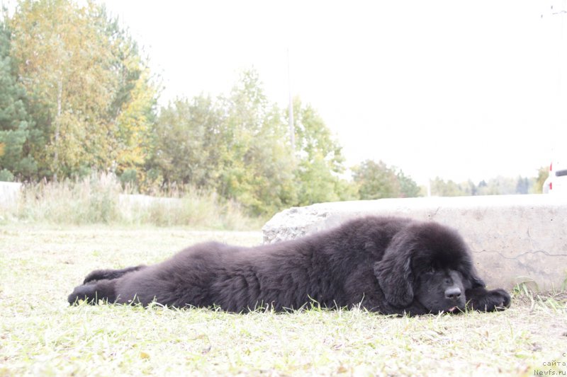 Фото: ньюфаундленд Akvatoriya Kelvin Amerikanka (Акватория Келвин Американка)