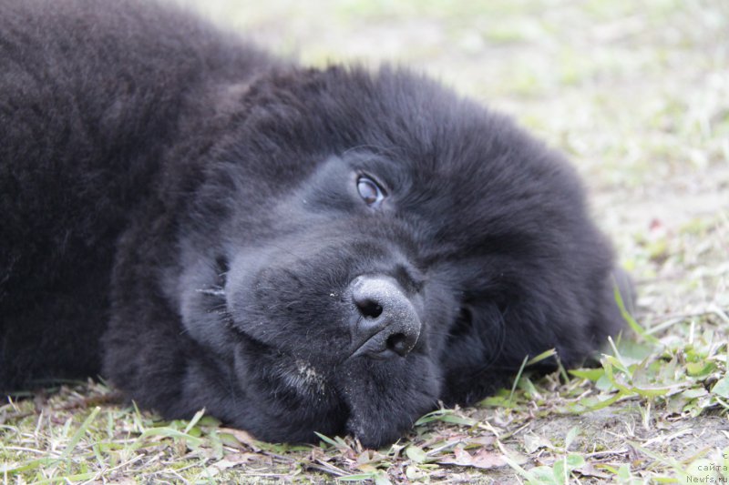 Фото: ньюфаундленд Akvatoriya Kelvin Amerikanka (Акватория Келвин Американка)