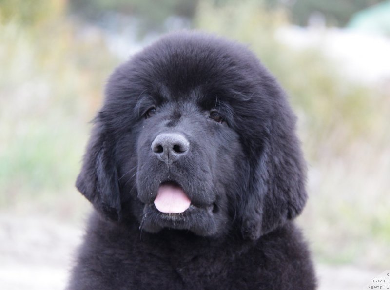 Фото: ньюфаундленд Akvatoriya Kelvin Amerikanka (Акватория Келвин Американка)