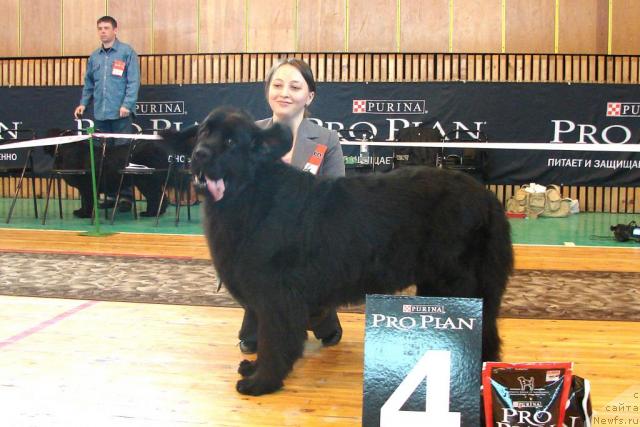 Фото: ньюфаундленд Aksel' Blyek Daymond (Аксель Блэк Даймонд), Dar'ya Mitreneva (Дарья Митренева)