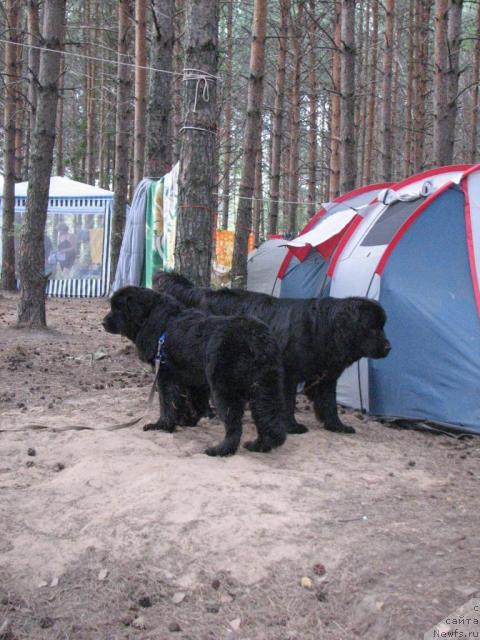 Фото: ньюфаундленд Rokot Volny Varga Kara Ayular (Рокот Волны Варга Кара Аюлар), ньюфаундленд Mag Ispolin Kopperfil'd (Маг Исполин Копперфильд)
