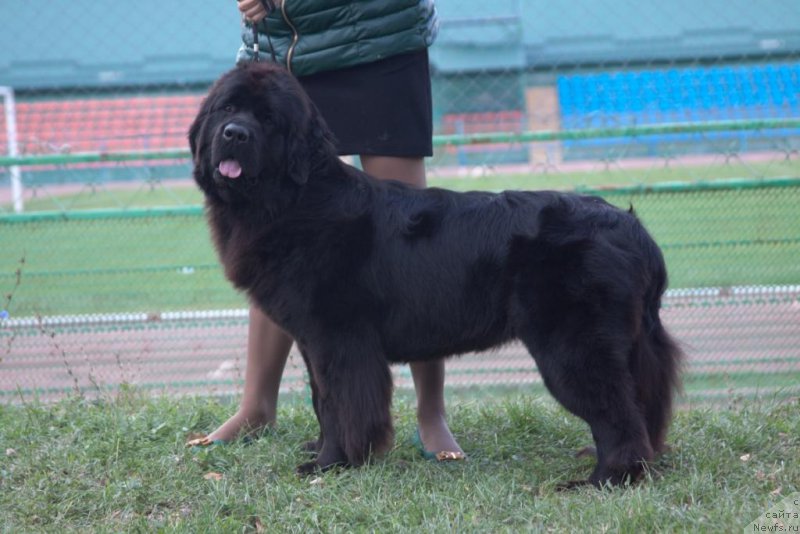 Фото: ньюфаундленд Rain Coast Ivory In Black