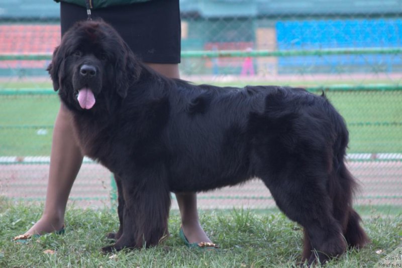 Фото: ньюфаундленд Rain Coast Ivory In Black