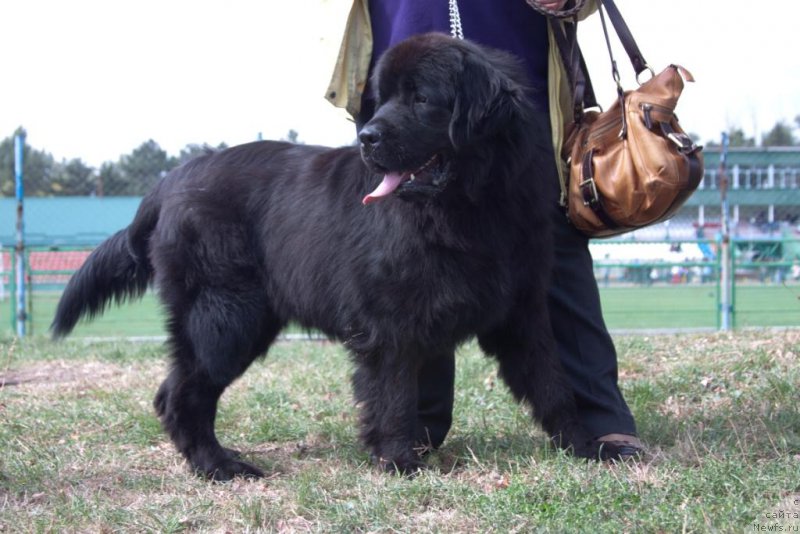 Фото: ньюфаундленд SHabli s Berega Dona (Шабли с Берега Дона)