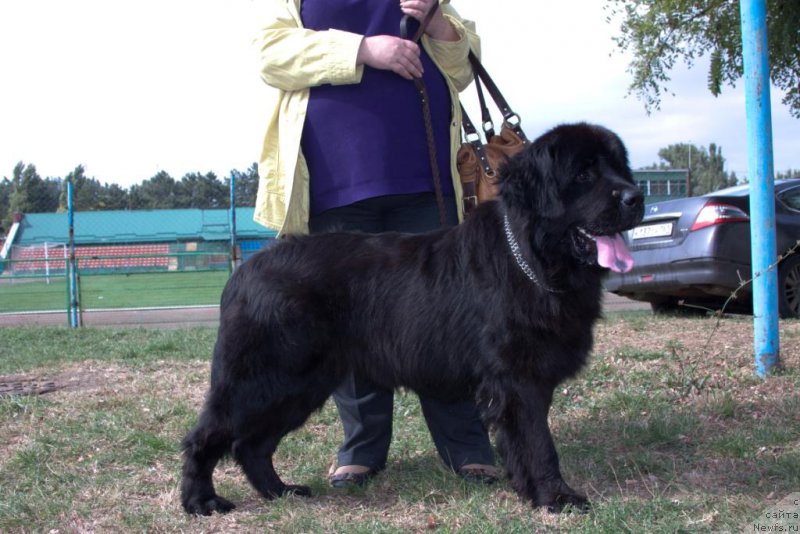 Фото: ньюфаундленд SHabli s Berega Dona (Шабли с Берега Дона)